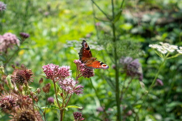 butterfly on the flower in the sunshine