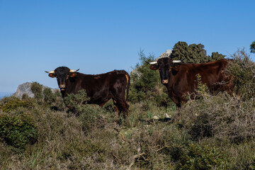 Assarell bulls, Pollença, Mallorca, Balearic Islands, Spain