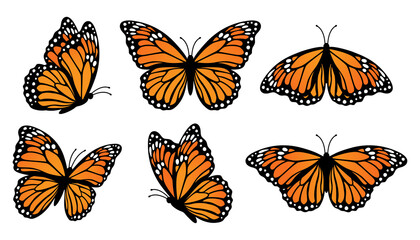 Monarch butterflies set. Vector illustration isolated on white background - obrazy, fototapety, plakaty