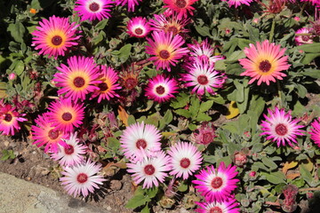 Colorful "Livingstone Daisy" flowers (or Mesembryanthemum, Ice Plant, Garten-Mittagsblume) in St. Gallen, Switzerland. Its Latin name is Dorotheanthus Bellidiformis, native to South Africa.