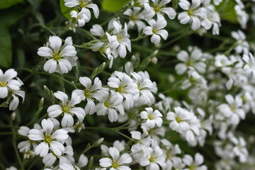 Obraz na płótnie Canvas Snow-in-summer white flowers