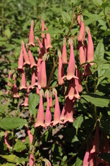 "Cape Fuchsia" flowers (or River Bell, Wild Fuchsia, Cape Figwort, Kapfuchsie) in St. Gallen, Switzerland. Its Latin name is Phygelius Aequalis, native to South Africa.
