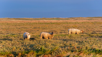 Fototapeta premium Herd of Sheep in saltmarshes. Bricqueviile-sur-Mer village