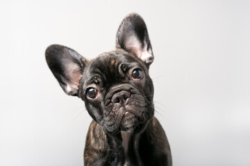 Positive Puppy of French Bulldog. Female Puppy dog look above the camera.