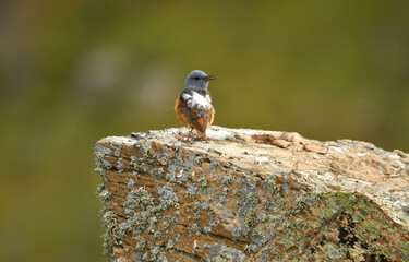 Roquero rojo en la sierra abulense (Avila) España, en primavera
