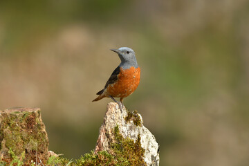 Roquero rojo en la sierra abulense (Avila) España, en primavera