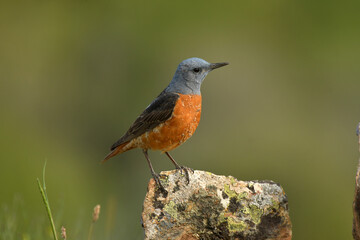 Roquero rojo en la sierra abulense (Avila) España, en primavera