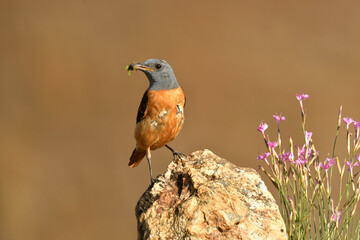 Roquero rojo en la sierra abulense (Avila) España, en primavera