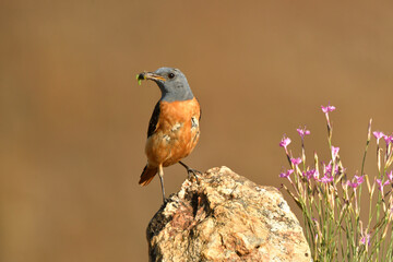 Roquero rojo en la sierra abulense (Avila) España, en primavera