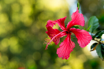 Hibisus ou hibisco ou Hibiscus rosa-sinensis, conhecido coloquialmente como hibisco chinês, rosa...