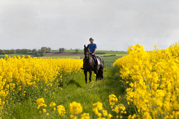 Ausritt im Raps, Reiter mit schwarzen Warmblut Pferd zwischen zwei Rapsfeldern in voller gelber...