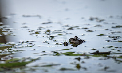 frog sticking its head out of the water 