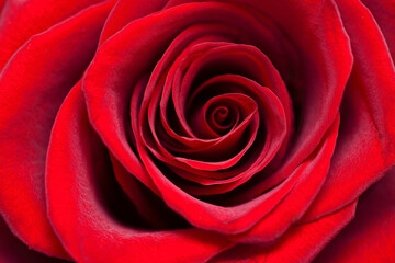Scarlet rose - a symbol of love and passion