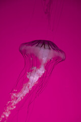 Jellyfish floating in ocean