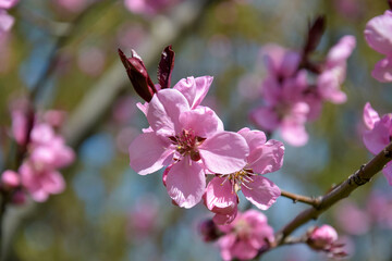 Pink flowers blooming peach tree at spring. Spring blooming, Abstract background. Close-up. Selective focus.