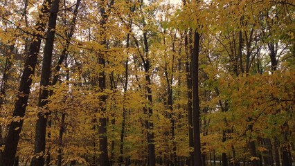 Autumn forest landscape, yellow leaves of trees slowly swaying in the wind.
