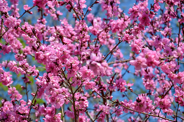 Pink flowers bloom on peach tree at spring in garden against blue sky. Spring blooming in fruit...