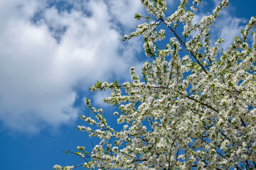 Cherry blossom branches in garden against blue sky with clouds. White delicate inflorescences. Horizontal photo. Copy space. Selective focus.
