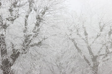 branches d'arbres blanc sous le gel et la neige en hiver