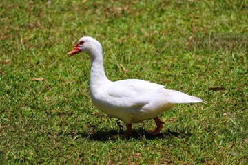 Fototapeta na wymiar A beautiful duck walking across the lawn.