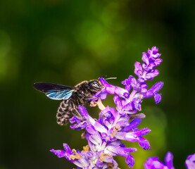 Violet carpenter bee on a sage flower