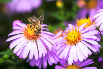 Bee pollinating on an aster flower