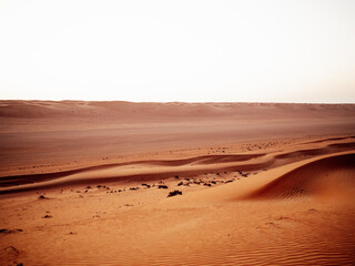 Fototapeta na wymiar Coucher de soleil sur les dunes du désert d'Oman