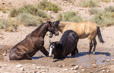 Wild Horses at a Waterhole in the Utah Desert in Summer