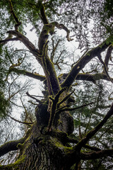 Branches protrude from a tree