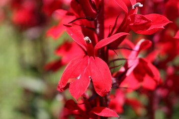 Red "Cardinal Flowers" (or Bog Sage) in St. Gallen, Switzerland. Its Latin name is Lobelia Cardinalis (Syn Lobelia Fulgens), native to eastern North America.