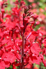 Red "Cardinal Flowers" (or Bog Sage) in St. Gallen, Switzerland. Its Latin name is Lobelia Cardinalis (Syn Lobelia Fulgens), native to eastern North America.