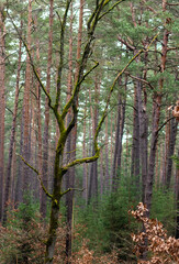 A forest landscape in autumn colors