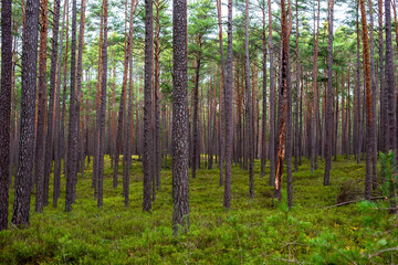 A forest landscape in autumn colors