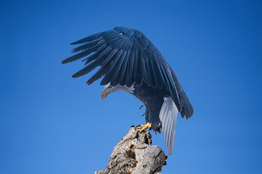 Bald Eagle (Haliaeetus leucocephalus) in Landing Mode