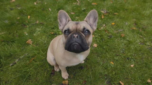 Cute adult french bulldog sitting on grass and looking up