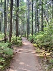 Forest trail