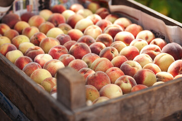 Pfirsiche in einer Holzsiege