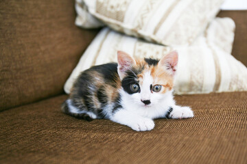 Close up of a calico (tortoiseshell) kitten playing in Beirut, Lebanon.
