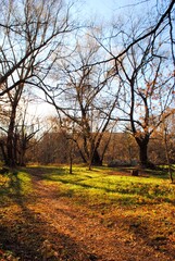 Photography of the forest in the middle of beautiful landscapes on a SLR camera in pleasant lighting