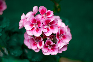 Pink flower geranium rainy day water
