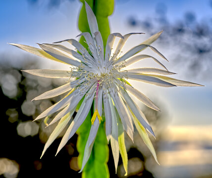Flower of the Epiphyllum Hookeri Orchid Cactus