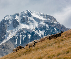 Domestic sheep rise to pasture against the backdrop of rocky mountain and glaciers.