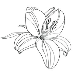 Lily vector illustration. Black and white floral vector illustration of a lily