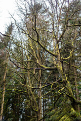 Branches protrude from a tree