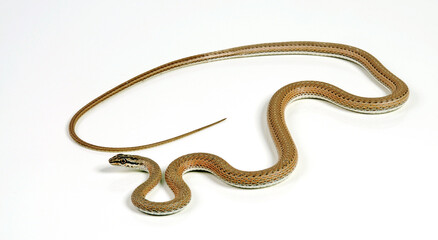 Fototapeta premium Forskals Sandrennnatter // Schokari sand racer (Psammophis schokari)