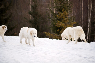 biały pies w górach - obrazy, fototapety, plakaty