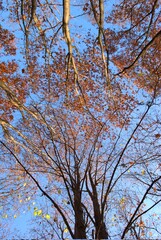 Photography of forests and trees in the middle of beautiful landscapes on a SLR camera in pleasant lighting