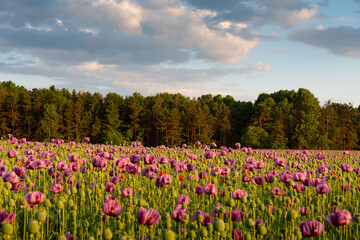 Summer rural landscape of Turiec region, Slovakia.
