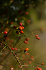 red and ripe rose hips