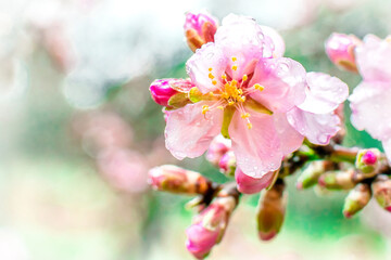 Naklejka na ściany i meble Almond blossom with drops of rain